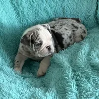 Millie, a female English Bulldog for sale in Hialeah, FL – Photo 7 of 10