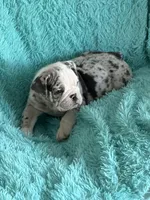 Millie, a female English Bulldog for sale in Hialeah, FL – Photo 7 of 10