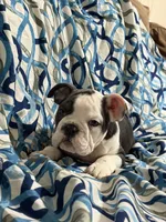 Lulu, a female English Bulldog for sale in Hialeah, FL – Photo 7 of 10