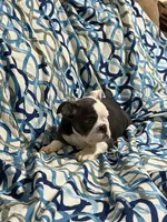 Lulu, a female English Bulldog for sale in Hialeah, FL – Photo 9 of 10