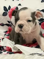 Lulu, a female English Bulldog for sale in Hialeah, FL – Photo 2 of 10