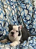 Lulu, a female English Bulldog for sale in Hialeah, FL – Photo 4 of 10