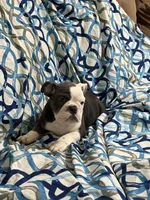 Lulu, a female English Bulldog for sale in Hialeah, FL – Photo 10 of 10