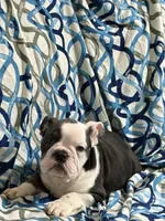 Lulu, a female English Bulldog for sale in Hialeah, FL – Photo 6 of 10