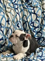 Lulu, a female English Bulldog for sale in Hialeah, FL – Photo 8 of 10