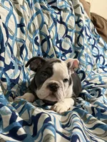 Lulu, a female English Bulldog for sale in Hialeah, FL – Photo 5 of 10