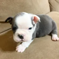 Lulu, a female English Bulldog for sale in Hialeah, FL – Photo 7 of 9