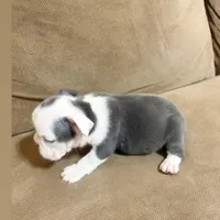 Lulu, a female English Bulldog for sale in Hialeah, FL – Photo 8 of 9