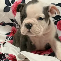 Lulu, a female English Bulldog for sale in Hialeah, FL – Photo 5 of 9