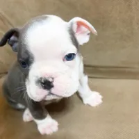 Lulu, a female English Bulldog for sale in Hialeah, FL – Photo 6 of 9