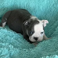 Lulu, a female English Bulldog for sale in Hialeah, FL – Photo 2 of 9