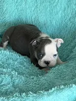 Lulu, a female English Bulldog for sale in Hialeah, FL – Photo 2 of 9
