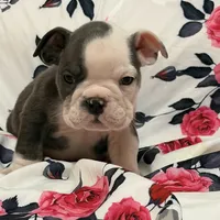 Lulu, a female English Bulldog for sale in Hialeah, FL – Photo 4 of 9