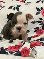 Lulu, a female English Bulldog for sale in Hialeah, FL – Photo 4 of 9