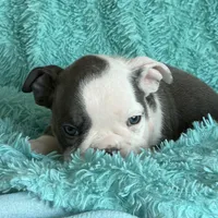 Lulu, a female English Bulldog for sale in Hialeah, FL – Photo 1 of 9