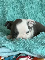 Lulu, a female English Bulldog for sale in Hialeah, FL – Photo 1 of 9