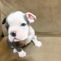 Lulu, a female English Bulldog for sale in Hialeah, FL – Photo 9 of 9