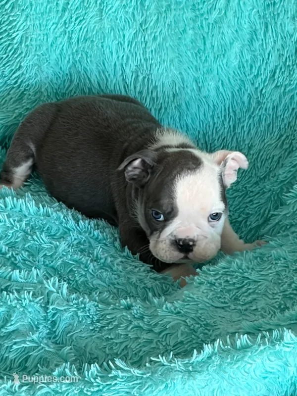 Lulu – English Bulldog puppy for sale in Hialeah, FL