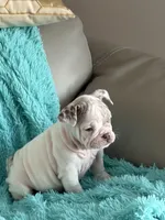 Nelly, a female English Bulldog for sale in Hialeah, FL – Photo 4 of 8