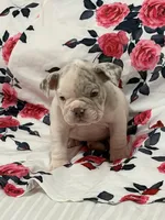 Nelly, a female English Bulldog for sale in Hialeah, FL – Photo 2 of 8