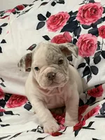 Nelly, a female English Bulldog for sale in Hialeah, FL – Photo 1 of 8