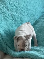 Nelly, a female English Bulldog for sale in Hialeah, FL – Photo 5 of 8