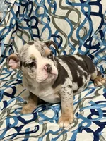 Tily, a female English Bulldog for sale in Hialeah, FL – Photo 4 of 10