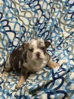 Tily, a female English Bulldog for sale in Hialeah, FL – Photo 1 of 10