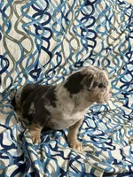 Tily, a female English Bulldog for sale in Hialeah, FL – Photo 9 of 10