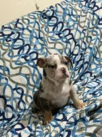 Tily, a female English Bulldog for sale in Hialeah, FL – Photo 3 of 10