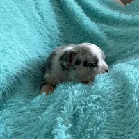 Tily, a female English Bulldog for sale in Hialeah, FL – Photo 5 of 10