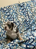Tily, a female English Bulldog for sale in Hialeah, FL – Photo 10 of 10