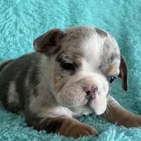 Tily, a female English Bulldog for sale in Hialeah, FL – Photo 2 of 10