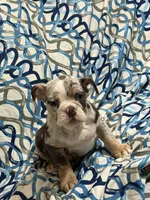 Tily, a female English Bulldog for sale in Hialeah, FL – Photo 7 of 10
