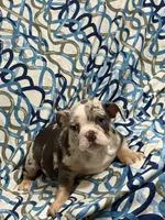Tily, a female English Bulldog for sale in Hialeah, FL – Photo 6 of 10