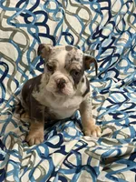 Tily, a female English Bulldog for sale in Hialeah, FL – Photo 8 of 10