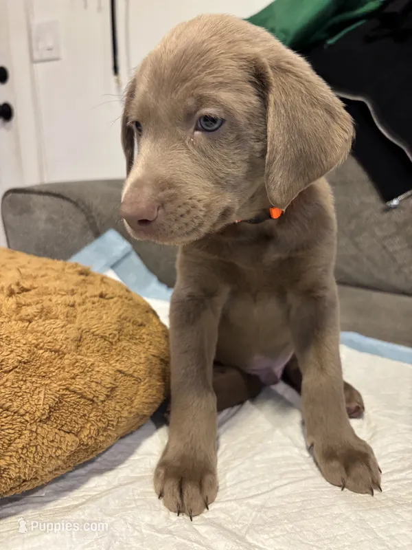 Orange Collar – Labrador Retriever puppy on hold in Delano, CA