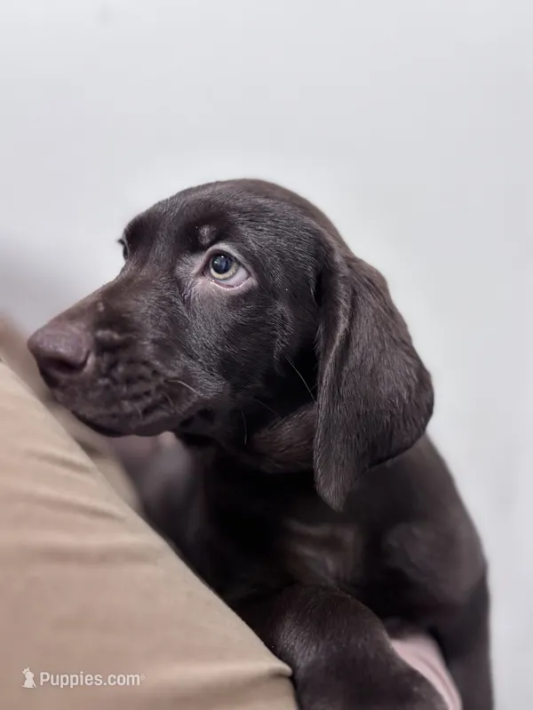 Teal Collar (chocolate) – Labrador Retriever puppy for sale in Delano, CA