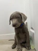 Blue Collar , a male Labrador Retriever for sale in Delano, CA – 2 of 2