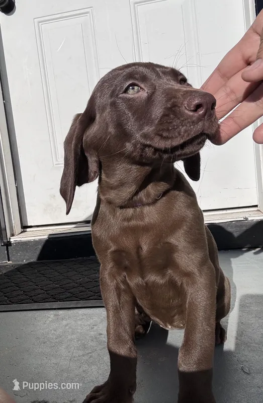 Purple – Labrador Retriever puppy for sale in Delano, CA