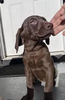 Purple, a female Labrador Retriever for sale in Delano, CA – 1 of 1