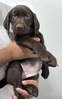 Teal Collar (chocolate), a female Labrador Retriever for sale in Delano, CA – 2 of 2