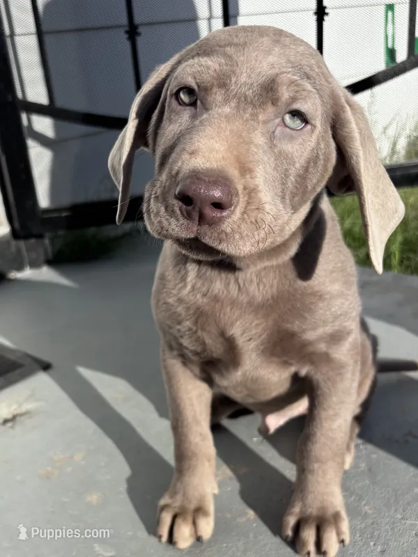Blue – Labrador Retriever puppy for sale in Delano, CA