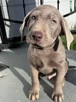 Blue, a male Labrador Retriever for sale in Delano, CA – 1 of 1