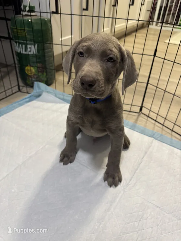 Blue Collar  – Labrador Retriever puppy for sale in Delano, CA