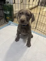 Blue Collar , a male Labrador Retriever for sale in Delano, CA – 1 of 2