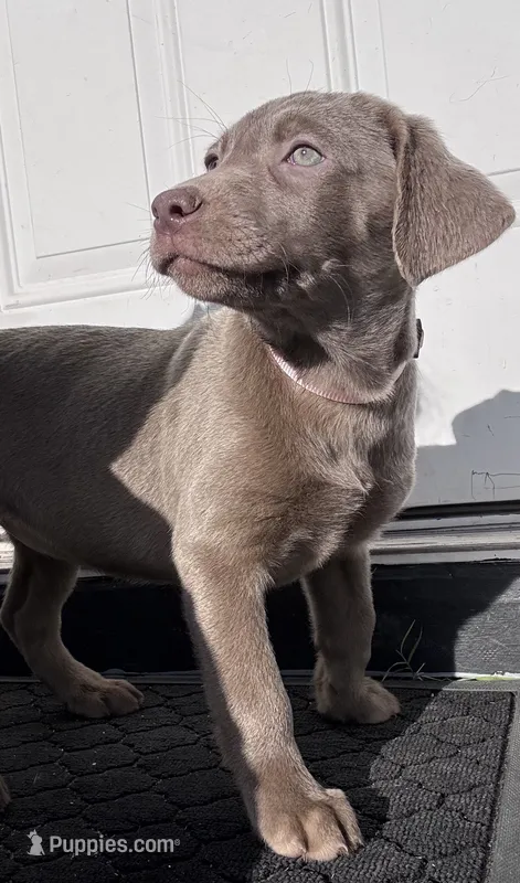Pink – Labrador Retriever puppy for sale in Delano, CA