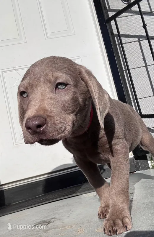 Red – Labrador Retriever puppy for sale in Delano, CA