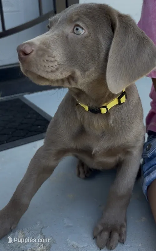 Yellow – Labrador Retriever puppy for sale in Delano, CA