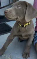 Yellow, a female Labrador Retriever for sale in Delano, CA – 1 of 1